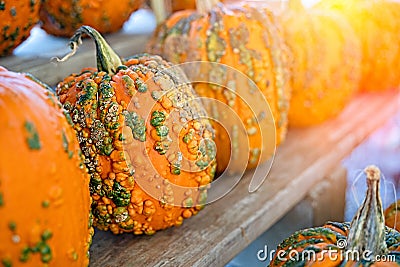 Colorful Pumpkin selection for Halloween Stock Photo