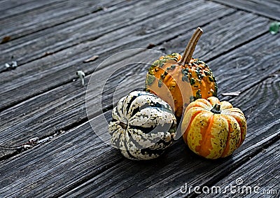 Colorful Pumpkin selection for Halloween Stock Photo