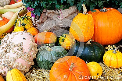 Colorful pumpkin Stock Photo