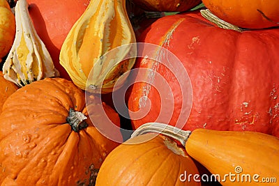 Colorful pumpkins Stock Photo