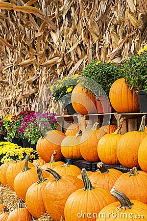 Colorful pumpkins on a farm displayed for sale Stock Photo