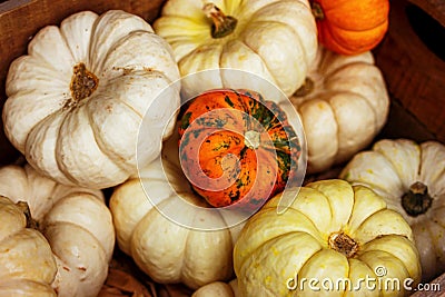 colorful pumpkins . farm harvest. autumn decorations Stock Photo