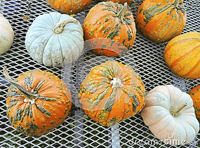 Variety of colorful pumkins on display for sale Stock Photo