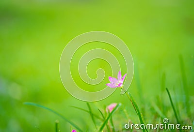 Purple grass flower on green background Stock Photo
