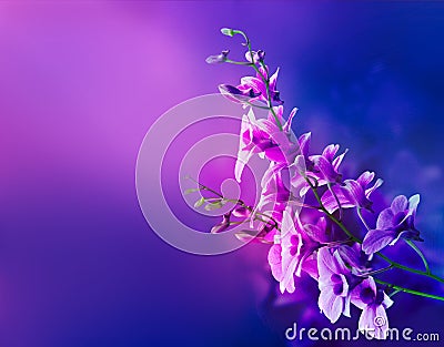 Colorful purple orchids, flower vibrant soft and blur concept Stock Photo