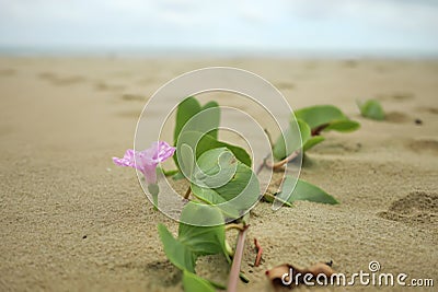 colorful purple pink Ipomoea pes-caprae bayhops beach morning glory flower macro closeup. Bayhops beach morning glory,railroad Stock Photo