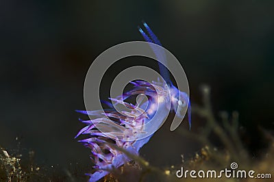 Colorful purple snail Stock Photo