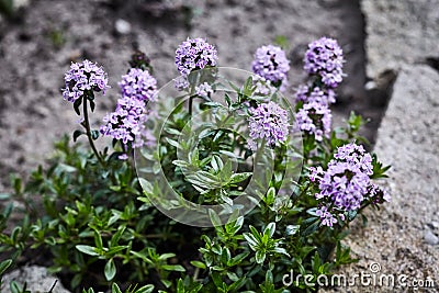 Colorful purple spring flowers growing in a garden Stock Photo