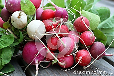 Colorful Radishes Stock Photo