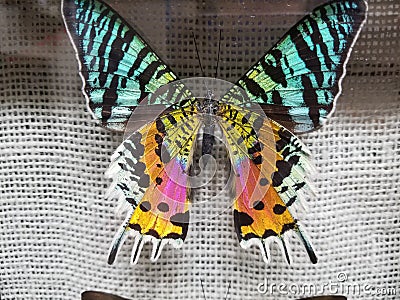 Colorful rainbow butterfly wings in a case Stock Photo