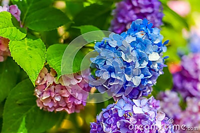 Colorful rainbow flowers of bright color, beautiful background Stock Photo