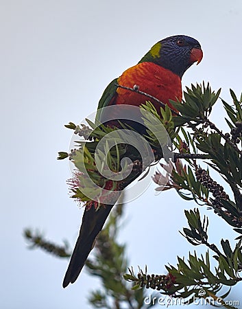Colorful Rainbow Lorikeet perched in a Bottle Brush tree Stock Photo