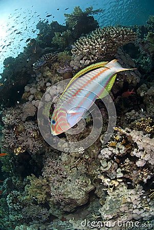 Colorful Rainbow wrasse on a tropical coral reef. Stock Photo