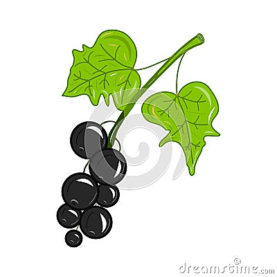 Colorful realistic blackcurrant icon. Idea for decors, damask, spring holidays, nature themes. Isolated vector logo. Vector Illustration