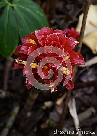 Colorful red Costus Barbatus blooming Stock Photo