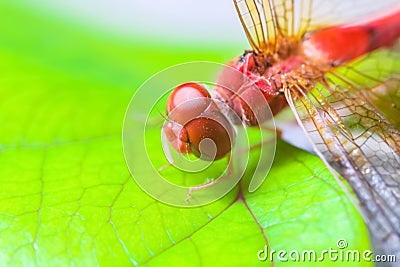 Colorful red dragonfly catching on green plant nature insect outdoor macro background Stock Photo