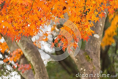 colorful red maple leaves branch tree in Showa Kinen Park, Tokyo Stock Photo