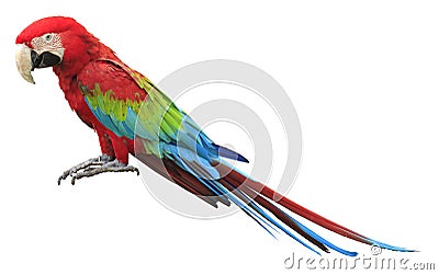 Colorful red parrot macaw Stock Photo