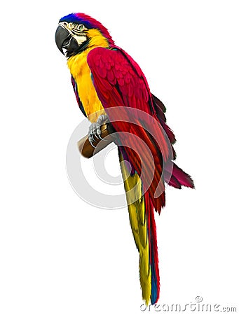 Colorful red parrot macaw Stock Photo