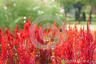 Colorful red plumed cockscomb flower blooming Stock Photo