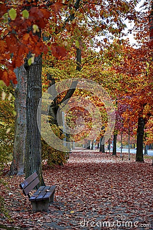 Colorful red and yellow foliage trees in garden during autumn at Wilhelm KÃ¼lz Park in city of Leipzig, Germany Stock Photo