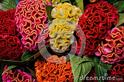 Colorful red yellow orange celosia flower Stock Photo