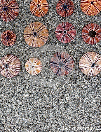 Colorful reddish sea shells with wet sand top view close up Stock Photo