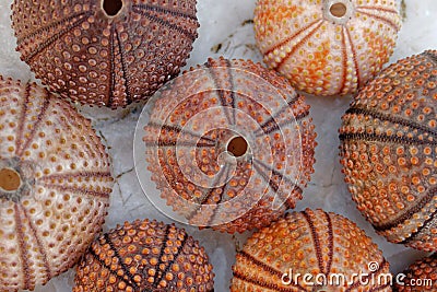 Colorful reddish sea urchins collection on wet white marble, top view closeup. Stock Photo