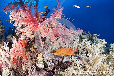 Colorful reef with jewel grouper Stock Photo