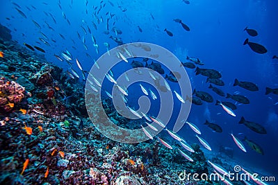 Colorful reef Stock Photo