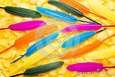Colorful remiges feathers Stock Photo