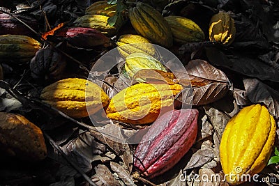 Colorful ripe cacao fruits on the ground Stock Photo
