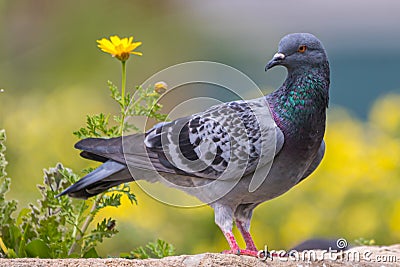 Colorful Rock Pigeon perched on wall Stock Photo