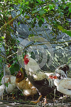 Colorful rooster with chickens Stock Photo