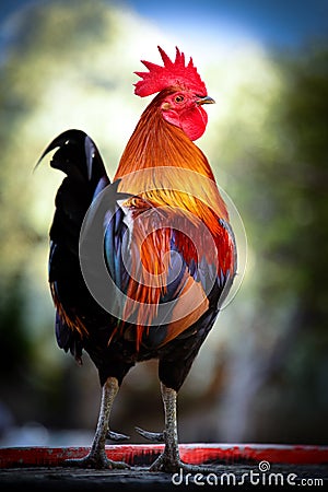 Colorful rooster Stock Photo