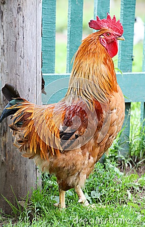 Colorful Rooster, Stock Photo