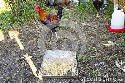 A colorful rooster of a domestic hen standing by a metal tray filled with cereal grains. Stock Photo