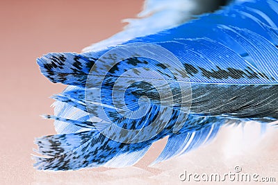 Colorful rooster feather with details and reflexions Stock Photo