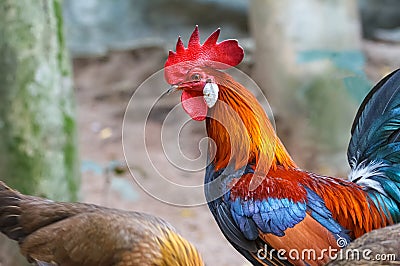 Colorful rooster or fighting Stock Photo