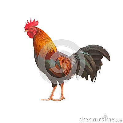 Colorful Rooster isolated Stock Photo