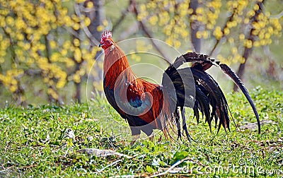 Colorful rooster Stock Photo