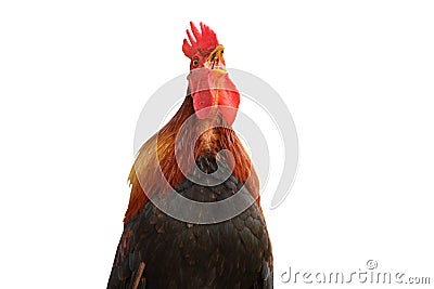 colorful rooster singing Stock Photo