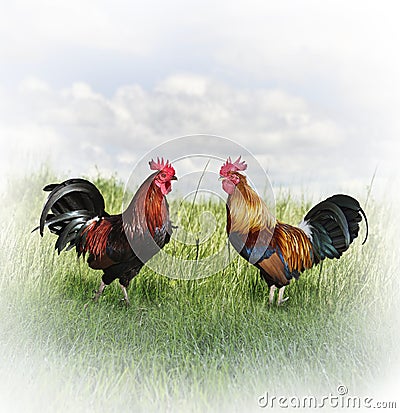 Colorful Rooster Stock Photo