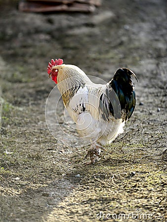 colorful rooster in a village house yard Stock Photo