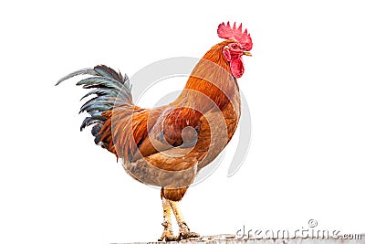 Colorful Rooster On White background Stock Photo
