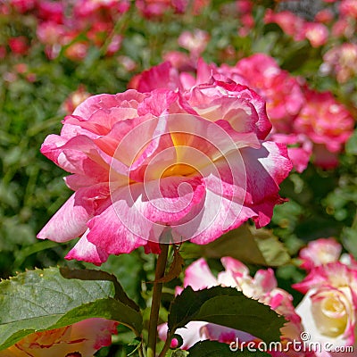 Colorful rose flower in the garden, strong bokeh Stock Photo