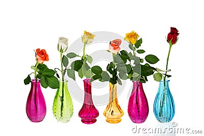 Colorful roses Stock Photo