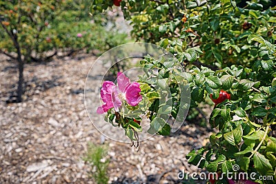 Colorful roses flower, perennial flowering plant. valentine day Stock Photo