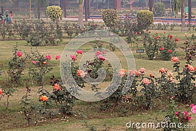 Colorful Roses in National Rose Garden, New Delhi, India Editorial Stock Photo