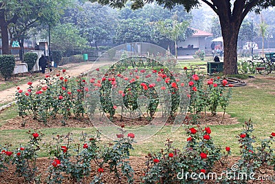 Colorful Roses in National Rose Garden, New Delhi, India Editorial Stock Photo